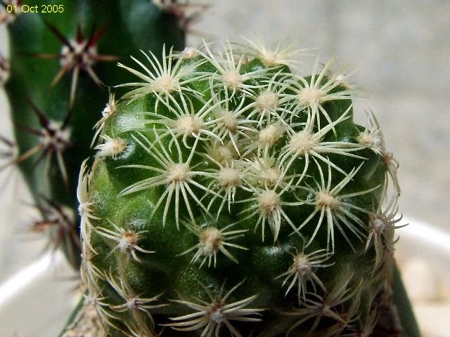 Discocactus zehntneri ssp.zehntneri 'buenekeri' 05